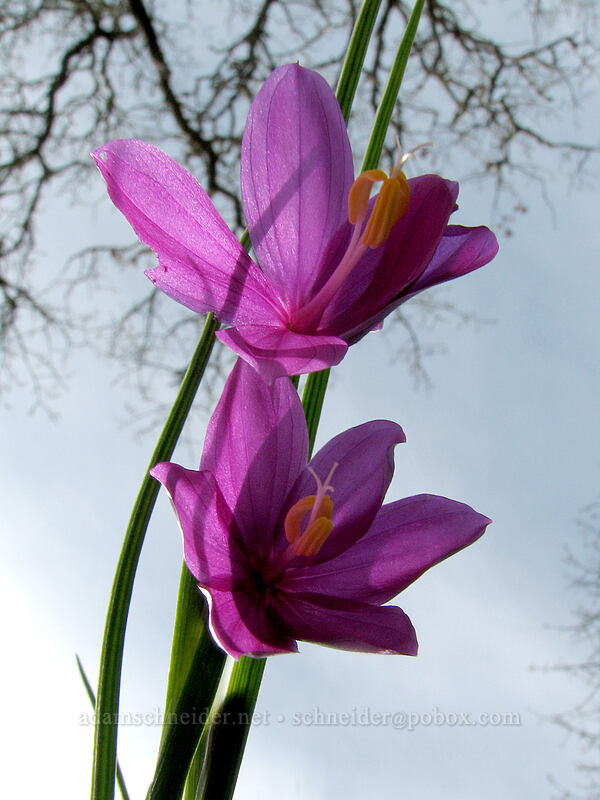 grass widows, from below (Olsynium douglasii) [Catherine Creek, Gifford Pinchot National Forest, Klickitat County, Washington]