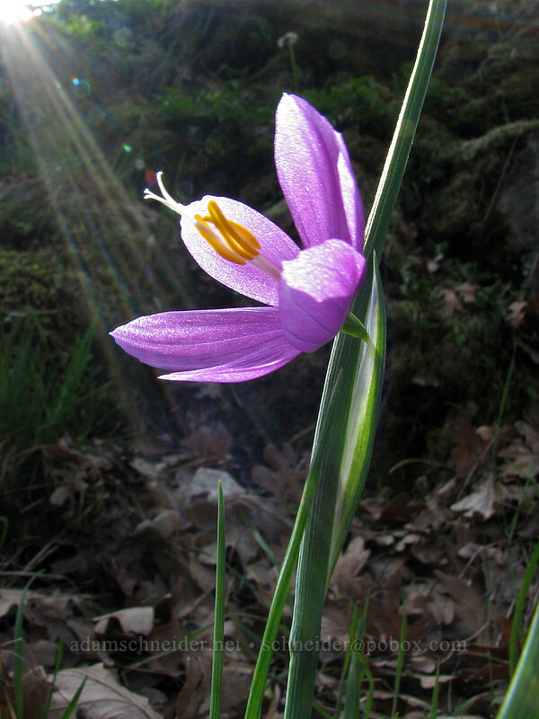 grass widow & sunbeam (Olsynium douglasii) [Catherine Creek, Gifford Pinchot National Forest, Klickitat County, Washington]