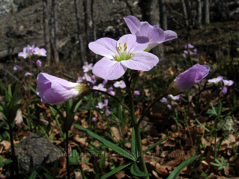 oaks toothwort (Cardamine nuttallii) [Catherine Creek, Gifford Pinchot National Forest, Klickitat County, Washington]