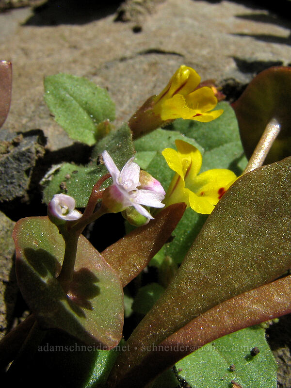 miner's lettuce & chickweed monkeyflower (Claytonia perfoliata (Montia perfoliata), Erythranthe alsinoides (Mimulus alsinoides)) [Catherine Creek, Gifford Pinchot National Forest, Klickitat County, Washington]