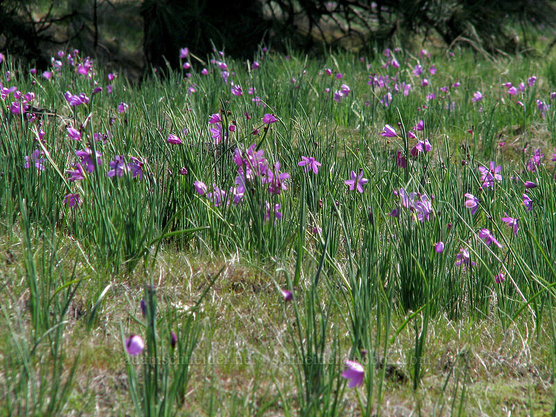 field of grass widows (Olsynium douglasii) [Catherine Creek, Gifford Pinchot National Forest, Klickitat County, Washington]