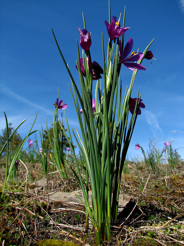 grass widows (Olsynium douglasii) [Catherine Creek, Gifford Pinchot National Forest, Klickitat County, Washington]