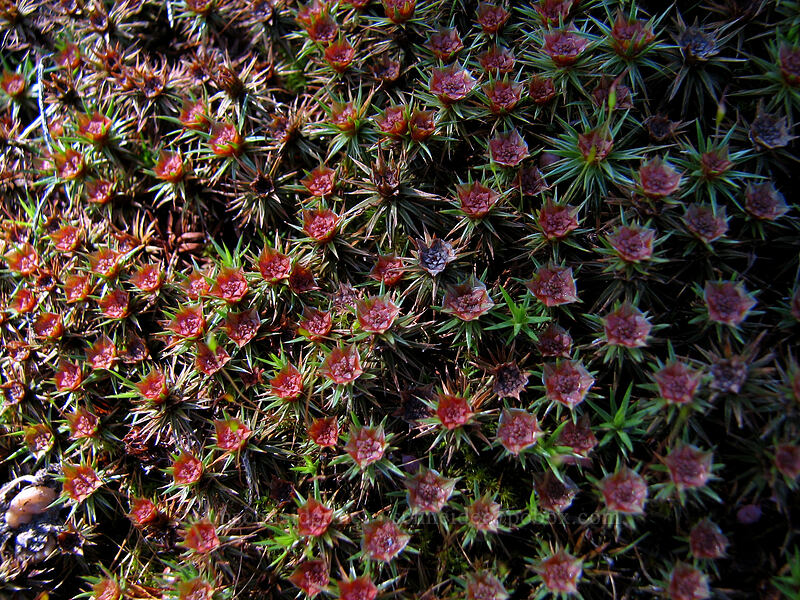 moss [Catherine Creek, Gifford Pinchot National Forest, Klickitat County, Washington]