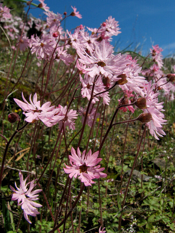 prairie stars (Lithophragma glabrum) [Catherine Creek, Gifford Pinchot National Forest, Klickitat County, Washington]