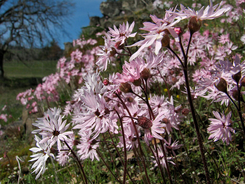 prairie stars (Lithophragma glabrum) [Catherine Creek, Gifford Pinchot National Forest, Klickitat County, Washington]