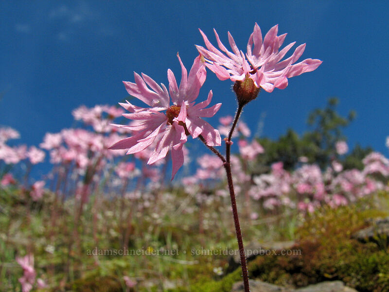 prairie stars, from below (Lithophragma glabrum) [Catherine Creek, Gifford Pinchot National Forest, Klickitat County, Washington]