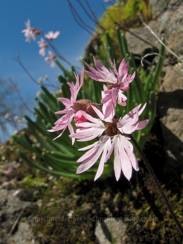 prairie stars & bitterroot leaves (Lithophragma glabrum, Lewisia rediviva) [Catherine Creek, Gifford Pinchot National Forest, Klickitat County, Washington]