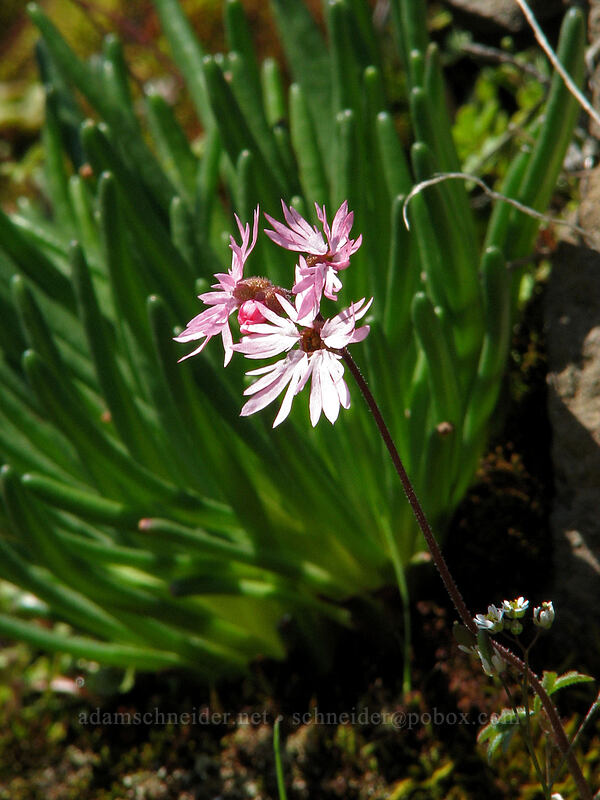 prairie star & bitterroot leaves (Lithophragma glabrum) [Catherine Creek, Gifford Pinchot National Forest, Klickitat County, Washington]