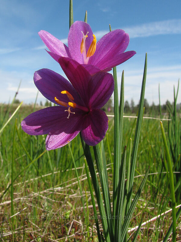 grass widows (Olsynium douglasii) [Catherine Creek, Gifford Pinchot National Forest, Klickitat County, Washington]