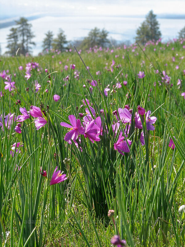 field of grass widows (Olsynium douglasii) [Catherine Creek, Gifford Pinchot National Forest, Klickitat County, Washington]