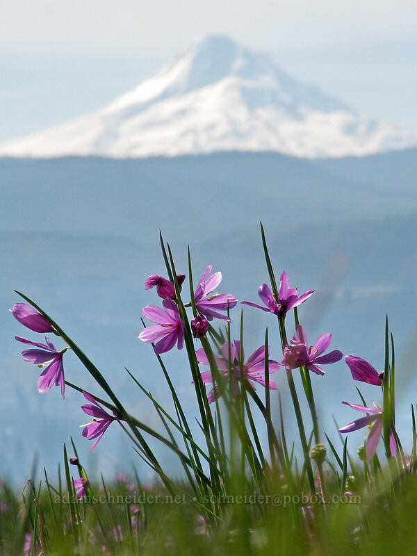 grass widows & Mount Hood (Olsynium douglasii) [Catherine Creek, Gifford Pinchot National Forest, Klickitat County, Washington]