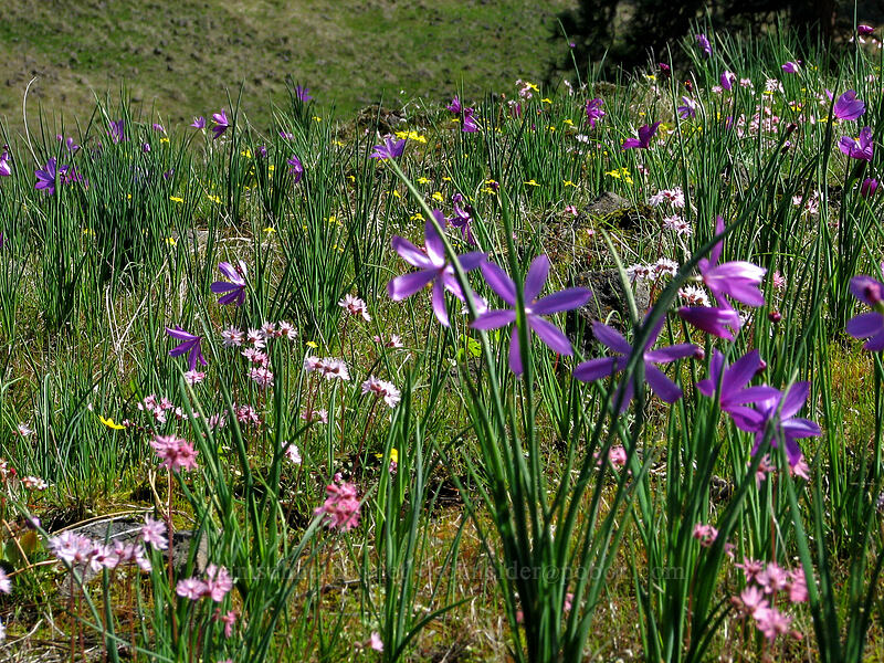grass widows, prairie stars, & gold stars (Olsynium douglasii, Lithophragma glabrum, Crocidium multicaule) [Catherine Creek, Gifford Pinchot National Forest, Klickitat County, Washington]