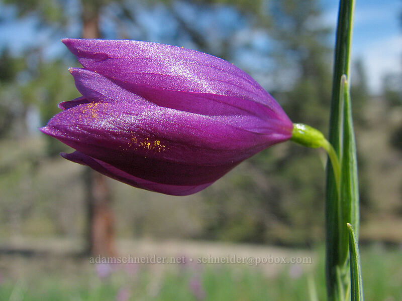 pollen-dusted grass widow (Olsynium douglasii) [Catherine Creek, Gifford Pinchot National Forest, Klickitat County, Washington]