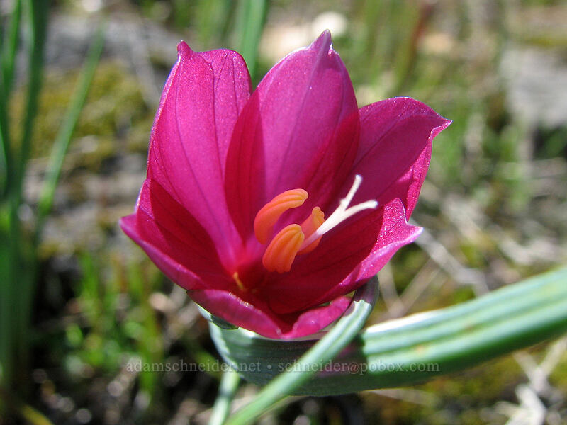 unusually red grass widow (Olsynium douglasii) [Catherine Creek, Gifford Pinchot National Forest, Klickitat County, Washington]