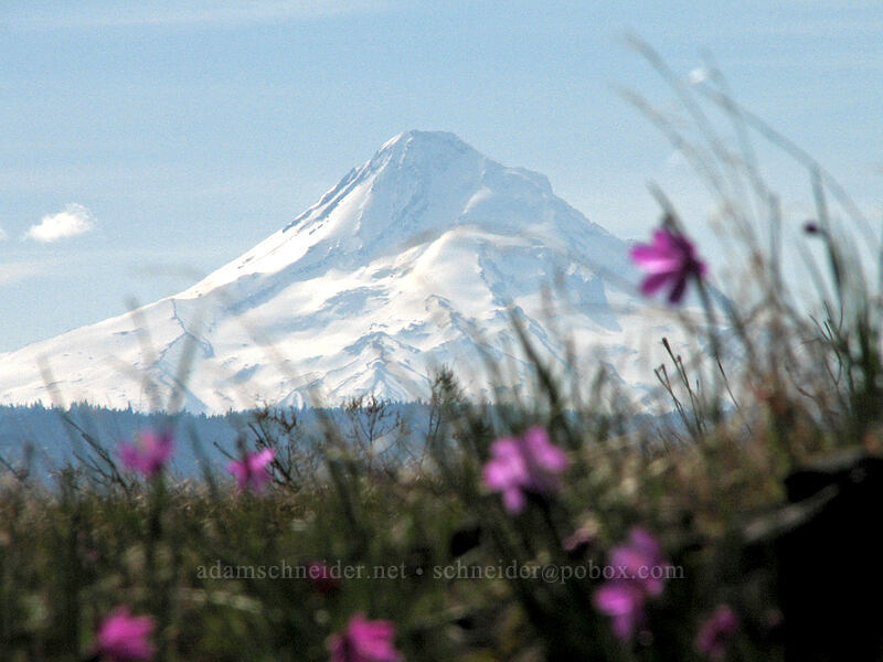 grass widows & Mount Hood (Olsynium douglasii) [Catherine Creek, Gifford Pinchot National Forest, Klickitat County, Washington]