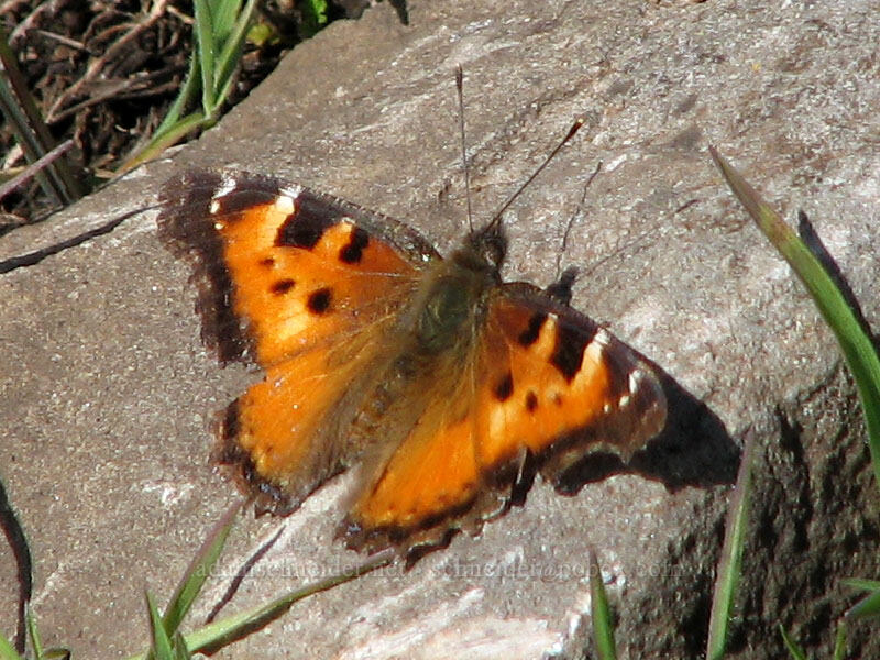 California tortoiseshell butterfly (Nymphalis californica) [Catherine Creek, Gifford Pinchot National Forest, Klickitat County, Washington]