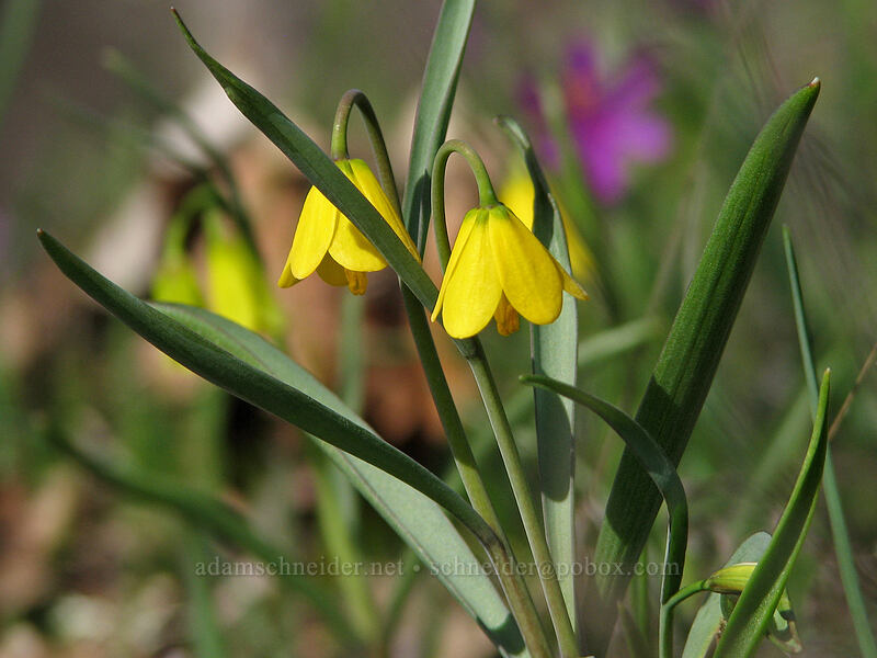 yellow bells (Fritillaria pudica) [Catherine Creek, Gifford Pinchot National Forest, Klickitat County, Washington]