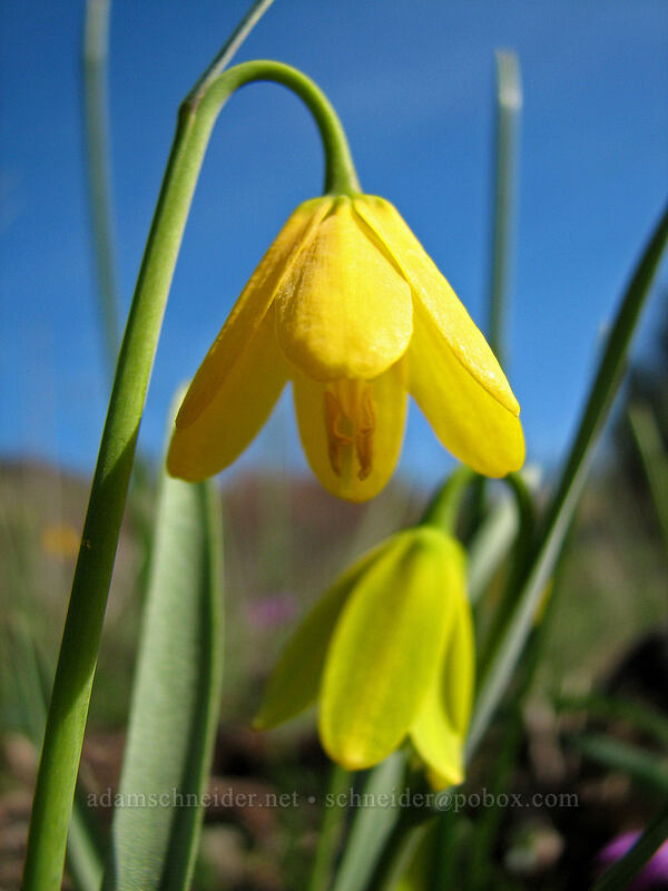 yellow bells (Fritillaria pudica) [Catherine Creek, Gifford Pinchot National Forest, Klickitat County, Washington]