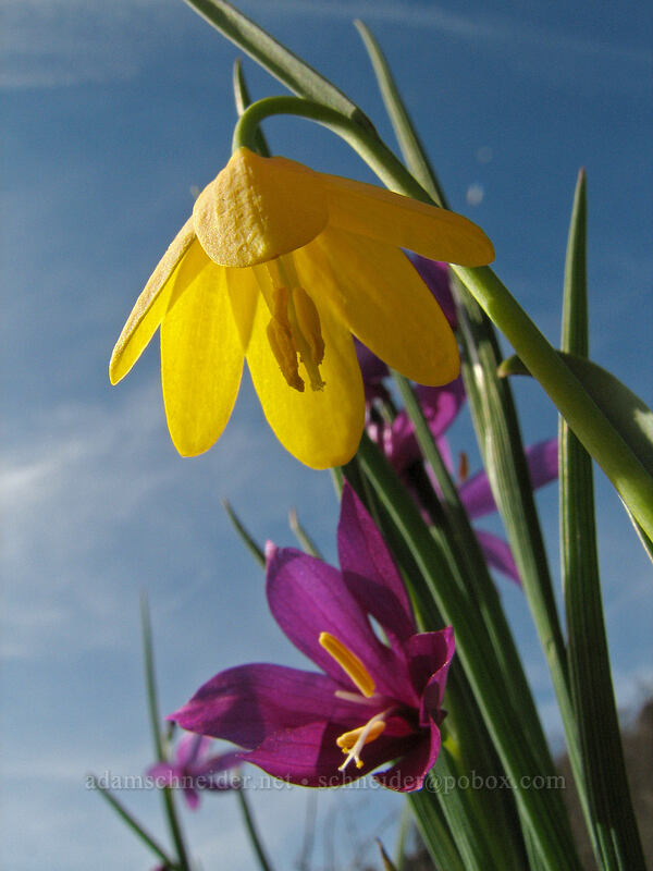 yellow bells & grass widow, from below (Fritillaria pudica, Olsynium douglasii) [Catherine Creek, Gifford Pinchot National Forest, Klickitat County, Washington]