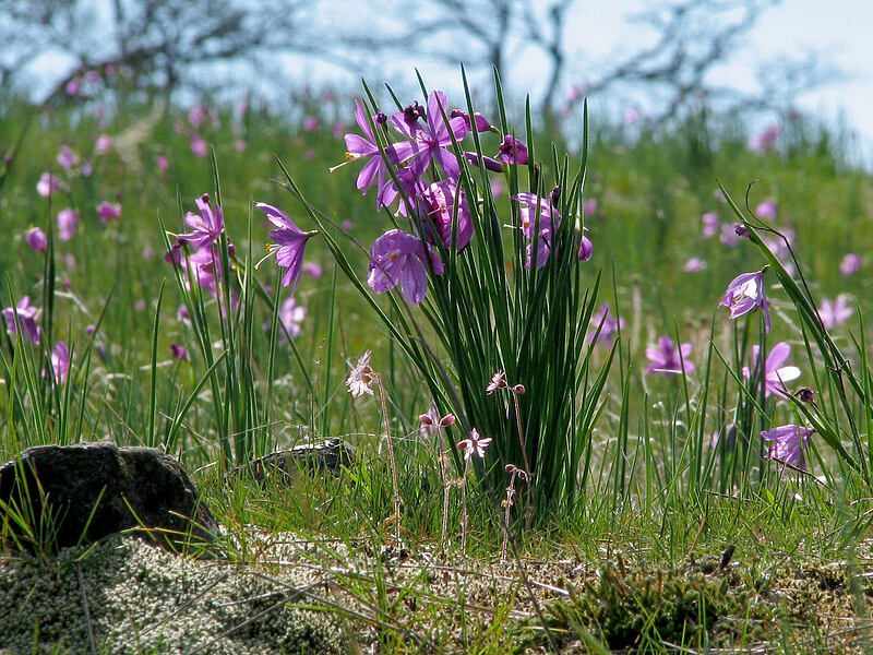 field of grass widows (Olsynium douglasii) [Catherine Creek, Gifford Pinchot National Forest, Klickitat County, Washington]