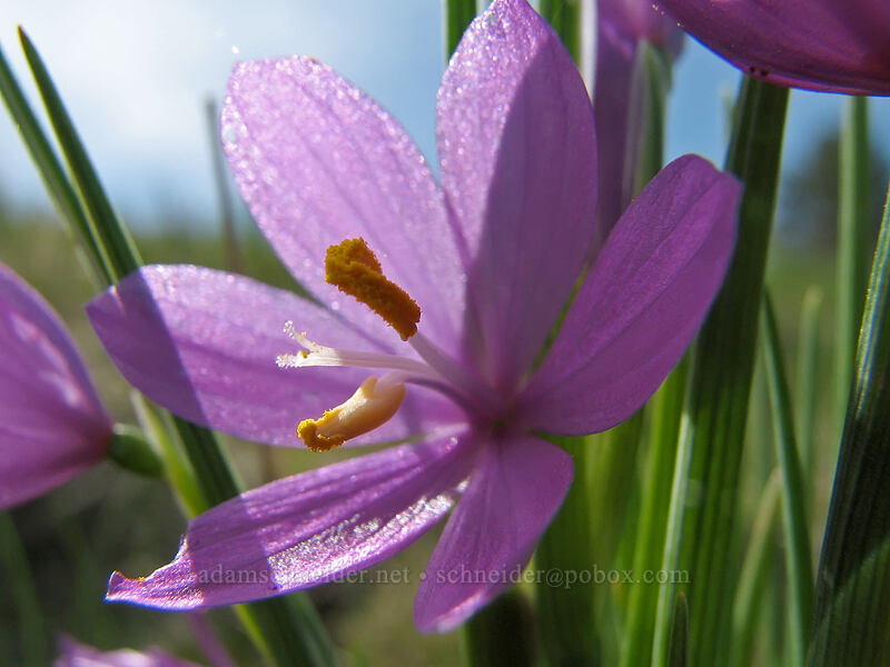 grass widow (Olsynium douglasii) [Catherine Creek, Gifford Pinchot National Forest, Klickitat County, Washington]