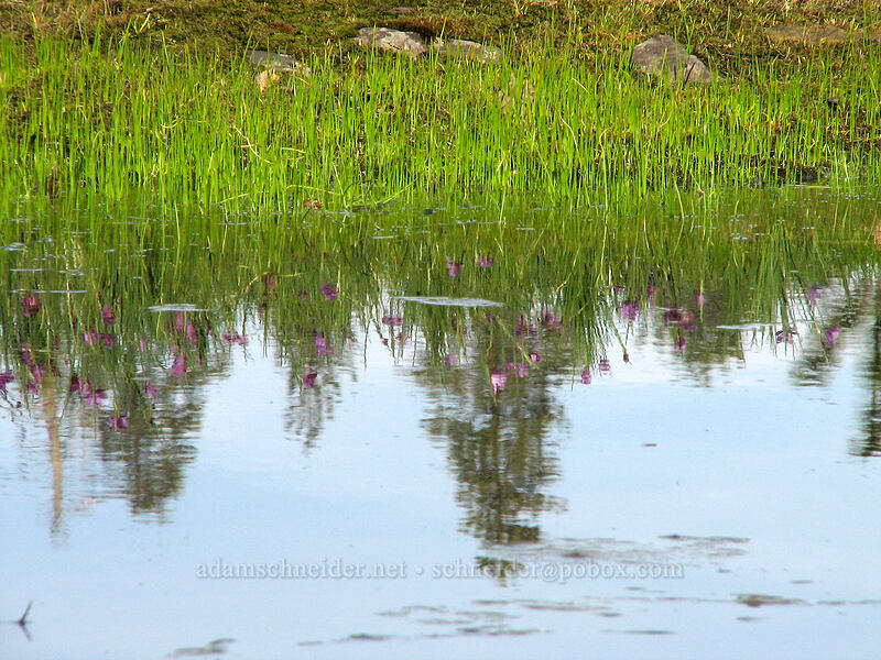 vernal pool [Catherine Creek, Gifford Pinchot National Forest, Klickitat County, Washington]
