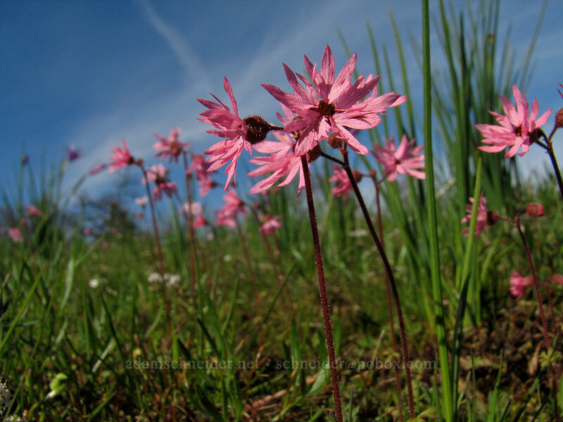 very pink prairie stars (Lithophragma glabrum) [Catherine Creek, Gifford Pinchot National Forest, Klickitat County, Washington]