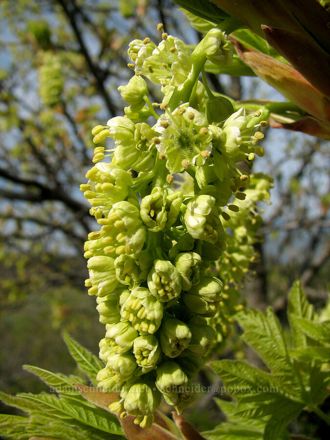 big-leaf maple flowers (Acer macrophyllum) [Tom McCall Preserve, Rowena, Wasco County, Oregon]