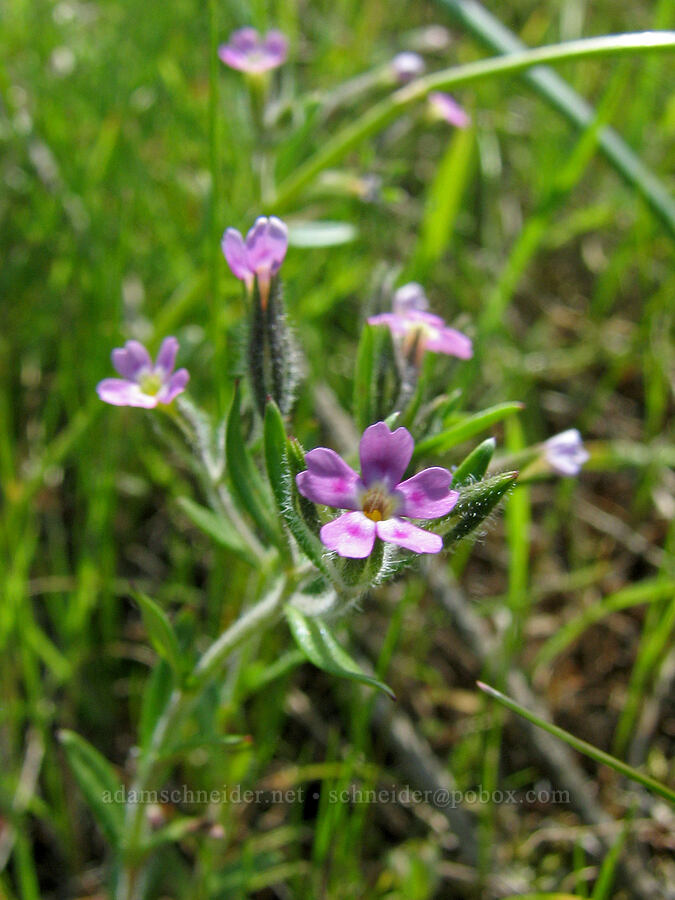 slender phlox (Microsteris gracilis (Phlox gracilis)) [Tom McCall Preserve, Rowena, Wasco County, Oregon]