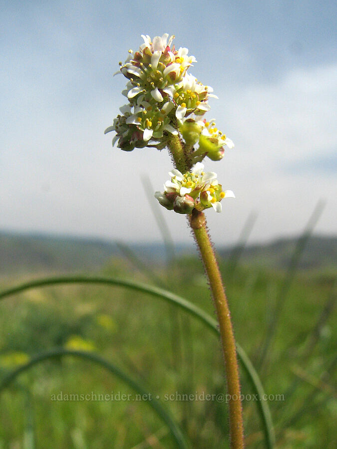 saxifrage (Micranthes sp. (Saxifraga sp.)) [Tom McCall Preserve, Rowena, Wasco County, Oregon]
