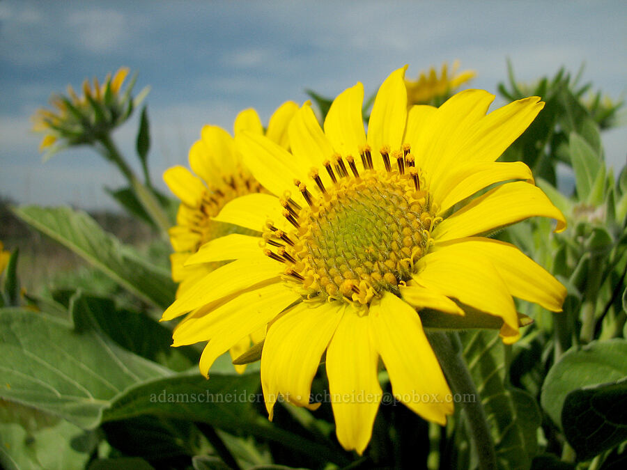 balsamroot (Balsamorhiza sp.) [Tom McCall Preserve, Rowena, Wasco County, Oregon]