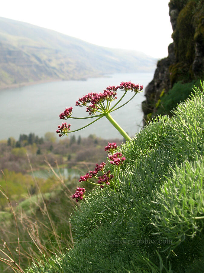 Columbia desert parsley (Lomatium columbianum) [Tom McCall Preserve, Rowena, Wasco County, Oregon]