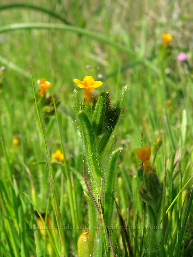 fiddleneck (Amsinckia sp.) [Tom McCall Preserve, Rowena, Wasco County, Oregon]