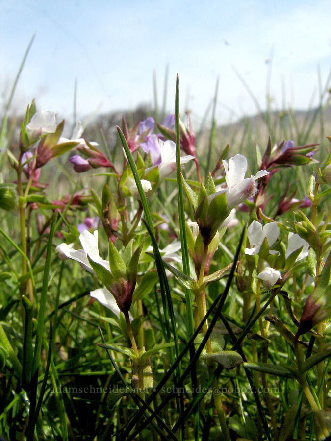 few-flowered blue-eyed Mary (Collinsia sparsiflora var. bruceae) [Tom McCall Preserve, Rowena, Wasco County, Oregon]