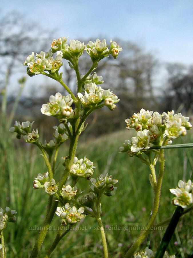 saxifrage (Micranthes sp. (Saxifraga sp.)) [Tom McCall Preserve, Rowena, Wasco County, Oregon]