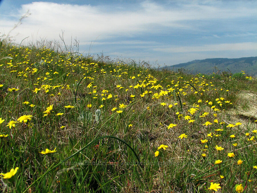 gold stars (Crocidium multicaule) [Tom McCall Preserve, Rowena, Wasco County, Oregon]