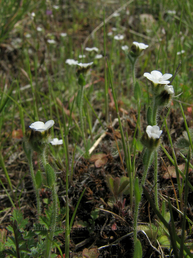 rusty popcorn flower (Plagiobothrys nothofulvus) [Tom McCall Preserve, Rowena, Wasco County, Oregon]