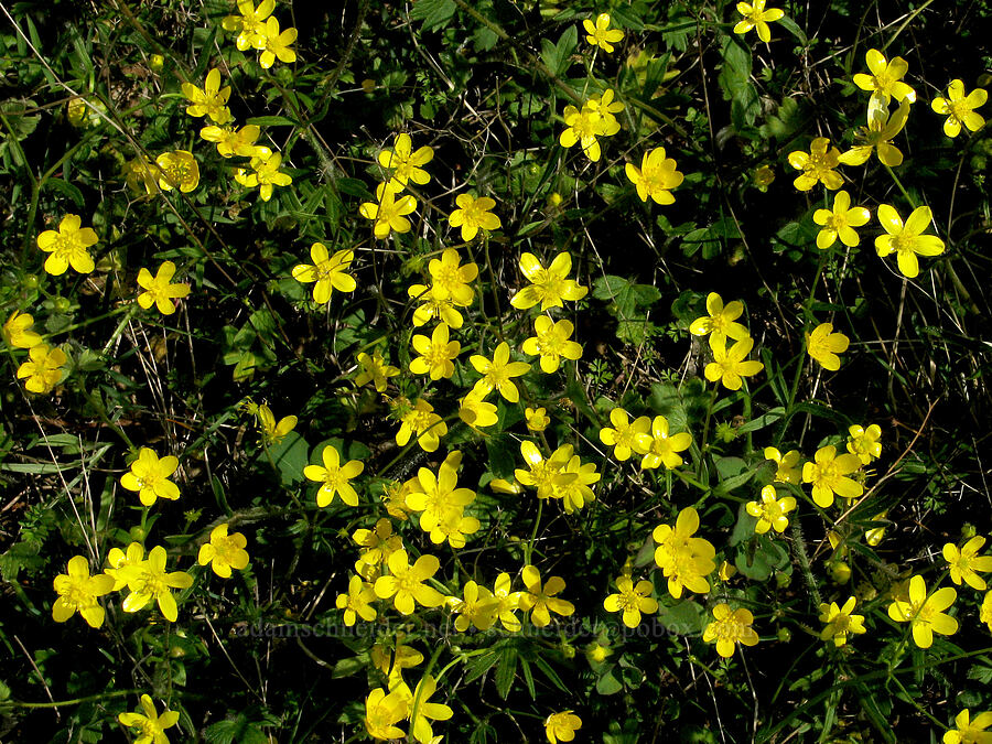 western buttercups (Ranunculus occidentalis) [Tom McCall Preserve, Rowena, Wasco County, Oregon]