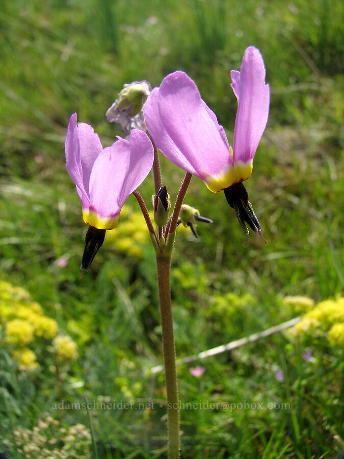 poet's shooting star (Dodecatheon poeticum (Primula poetica)) [Tom McCall Preserve, Rowena, Wasco County, Oregon]