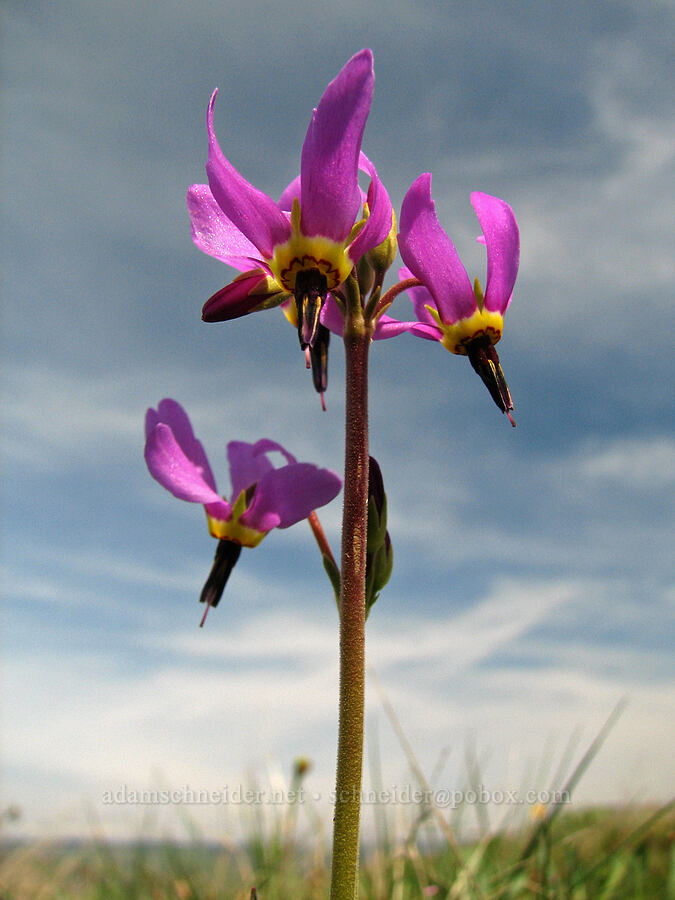 poet's shooting star (Dodecatheon poeticum (Primula poetica)) [Tom McCall Preserve, Rowena, Wasco County, Oregon]