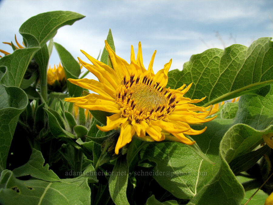balsamroot (Balsamorhiza sp.) [Tom McCall Preserve, Rowena, Wasco County, Oregon]
