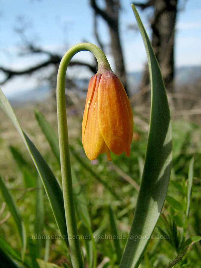 yellow bells (Fritillaria pudica) [Tom McCall Preserve, Rowena, Wasco County, Oregon]