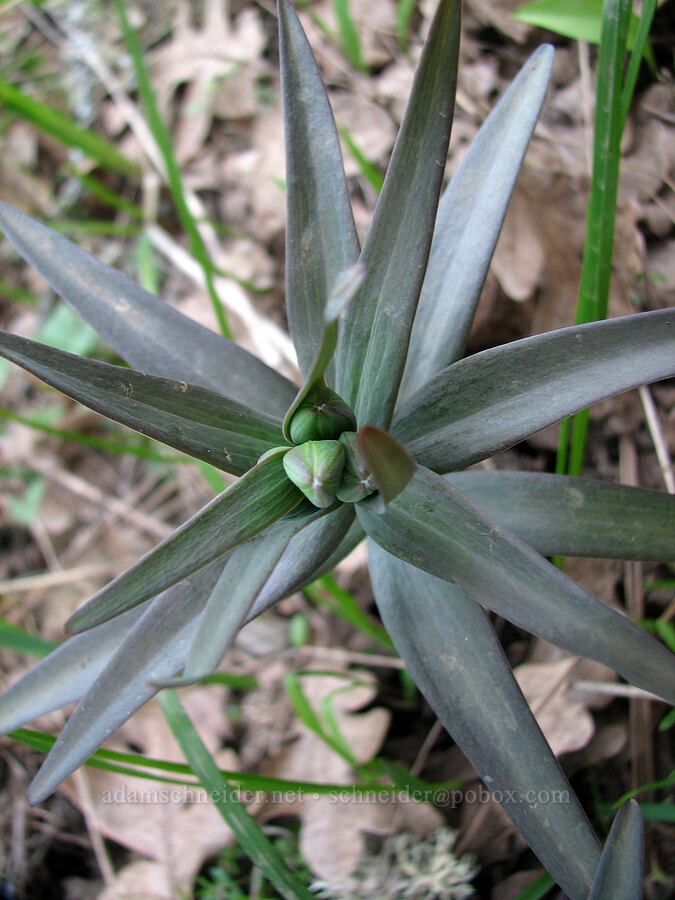 budding checker lily (Fritillaria affinis) [Tom McCall Preserve, Rowena, Wasco County, Oregon]