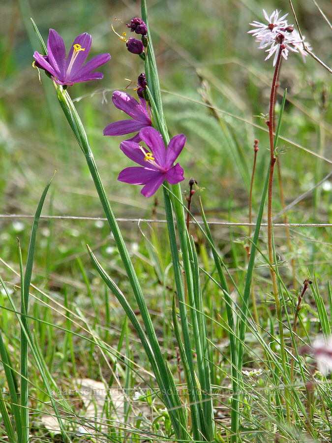 grass widows & bulbiferous prairie star (Olsynium douglasii, Lithophragma glabrum) [Tom McCall Preserve, Rowena, Wasco County, Oregon]