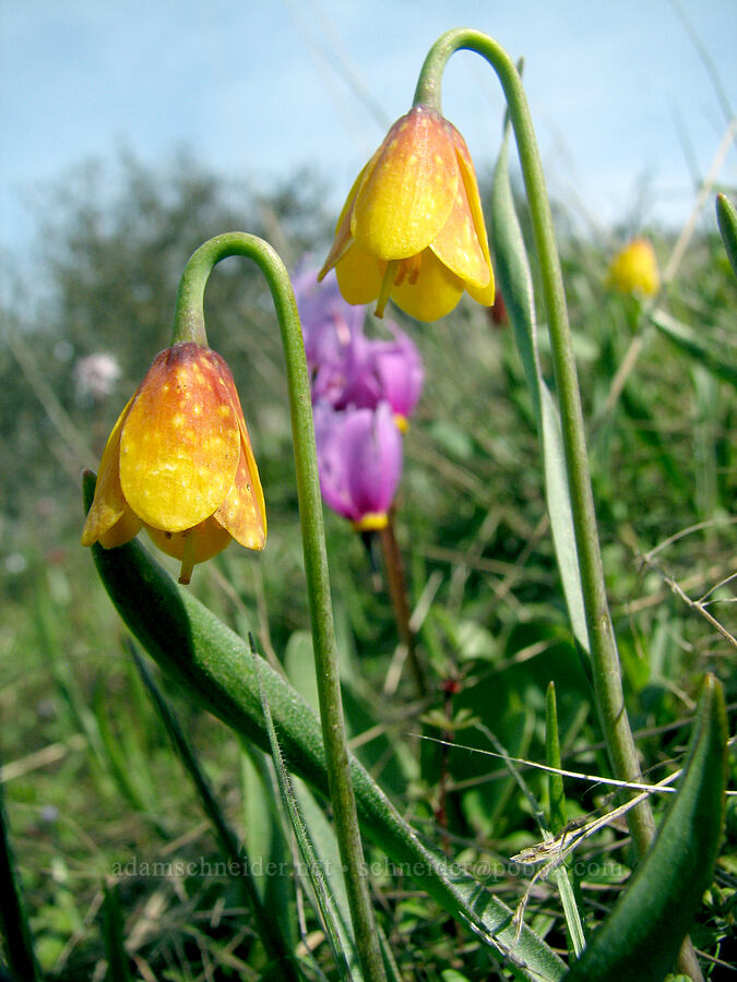 yellow bells (Fritillaria pudica) [Tom McCall Preserve, Rowena, Wasco County, Oregon]