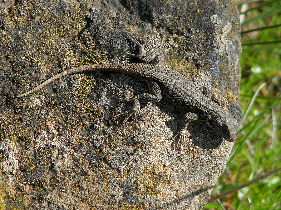 Western fence lizard (Sceloporus occidentalis occidentalis) [Tom McCall Preserve, Rowena, Wasco County, Oregon]