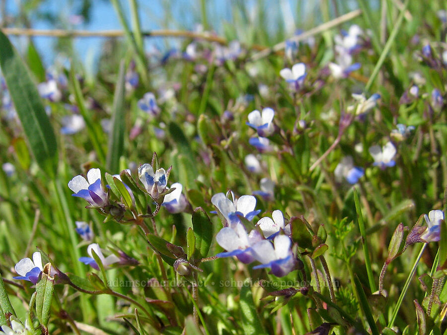small-flowered blue-eyed Mary (Collinsia parviflora) [Tom McCall Preserve, Rowena, Wasco County, Oregon]