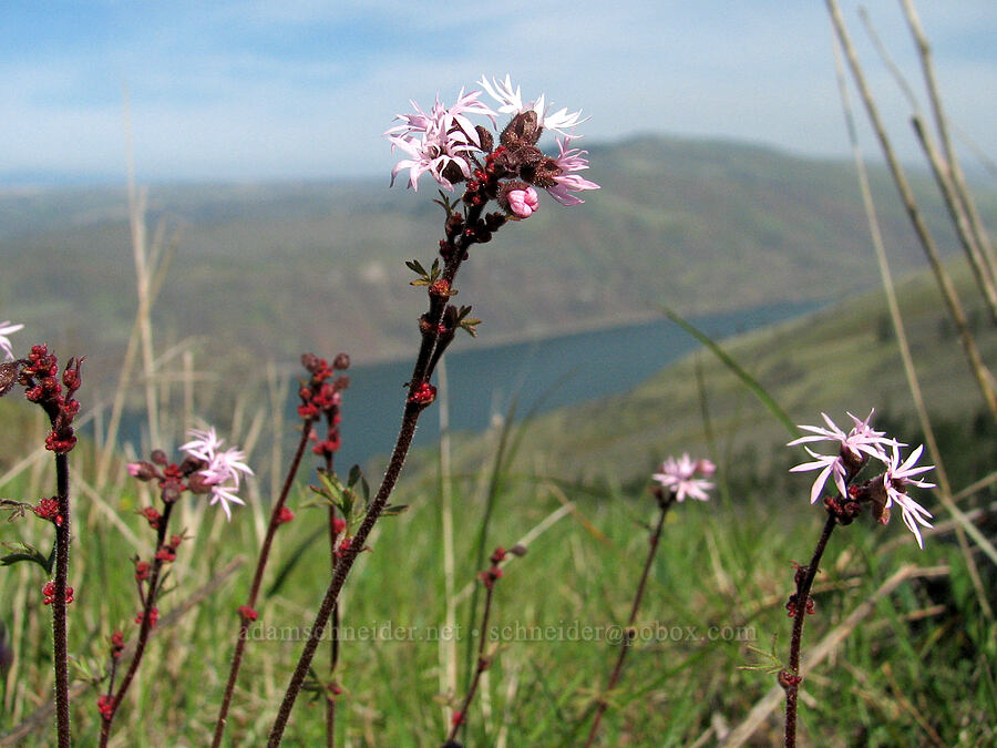 bulbiferous prairie stars (Lithophragma glabrum) [Tom McCall Preserve, Rowena, Wasco County, Oregon]