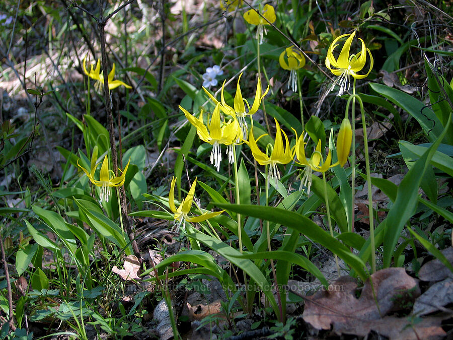 glacier lilies (Erythronium grandiflorum) [Tom McCall Preserve, Rowena, Wasco County, Oregon]