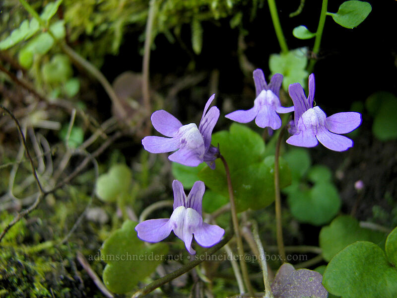 Kenilworth ivy (Cymbalaria muralis) [Wahkeena Falls, Multnomah County, Oregon]